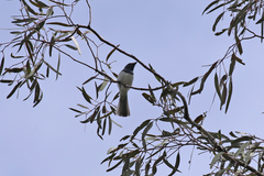 Myiagra rubecula