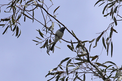 Myiagra rubecula
