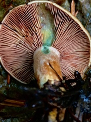 Lactarius aestivus