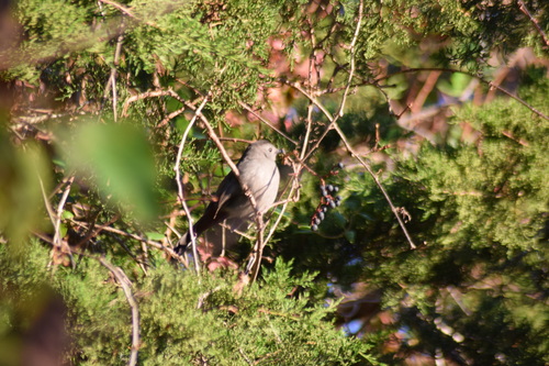 Gray Catbird photographed in Delaware