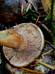 Lactarius aestivus