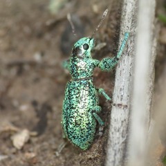 Hadromeropsis opalina