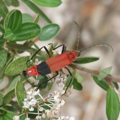 Chauliognathus lecontei