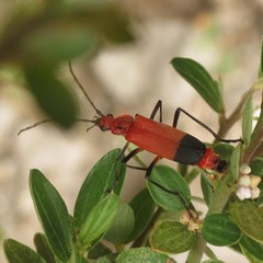 Chauliognathus lecontei