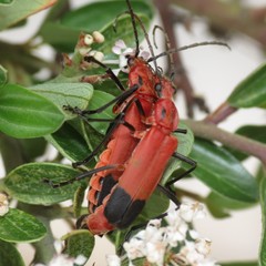 Chauliognathus lecontei