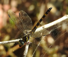 Paragomphus capricornis