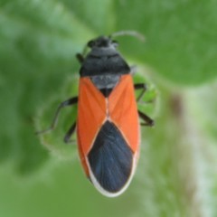 Melanopleurus belfragei