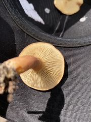 Phylloporopsis boletinoides