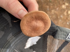 Phylloporopsis boletinoides