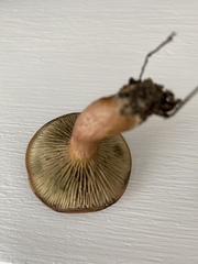 Phylloporopsis boletinoides