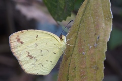 Eurema desjardinsii