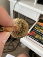 Phylloporopsis boletinoides