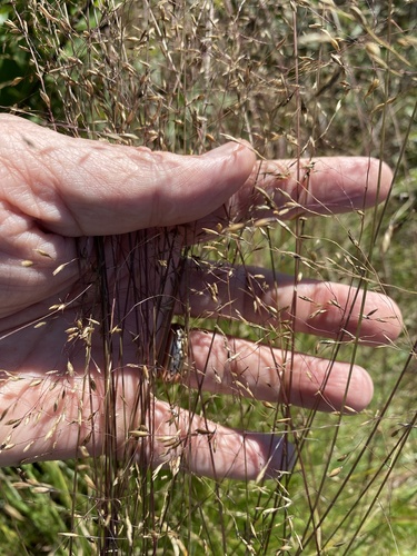 Carolina Dropseed (Sporobolus pinetorum)