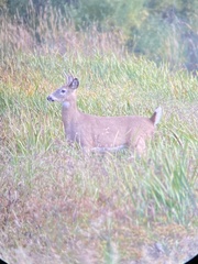 Odocoileus virginianus