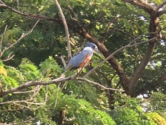 Megaceryle torquata