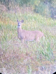 Odocoileus virginianus