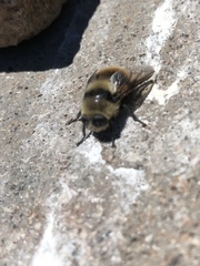 Cephenemyia