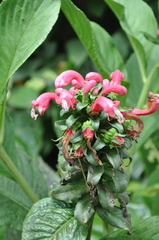 Centropogon congestus