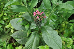 Centropogon congestus