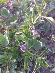 Dyschoriste decumbens