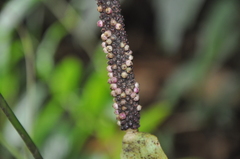 Anthurium cuspidatum