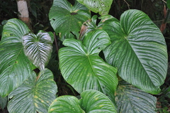 Anthurium cuspidatum