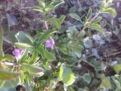 Dyschoriste decumbens