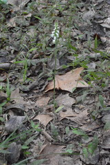 Spiranthes ovalis ovalis