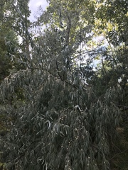 Elaeagnus angustifolia
