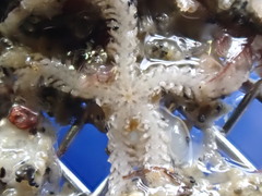Ophiactidae