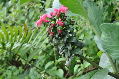 Centropogon congestus