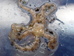 Ophiactidae