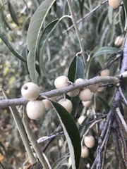 Elaeagnus angustifolia