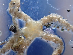 Ophiactidae