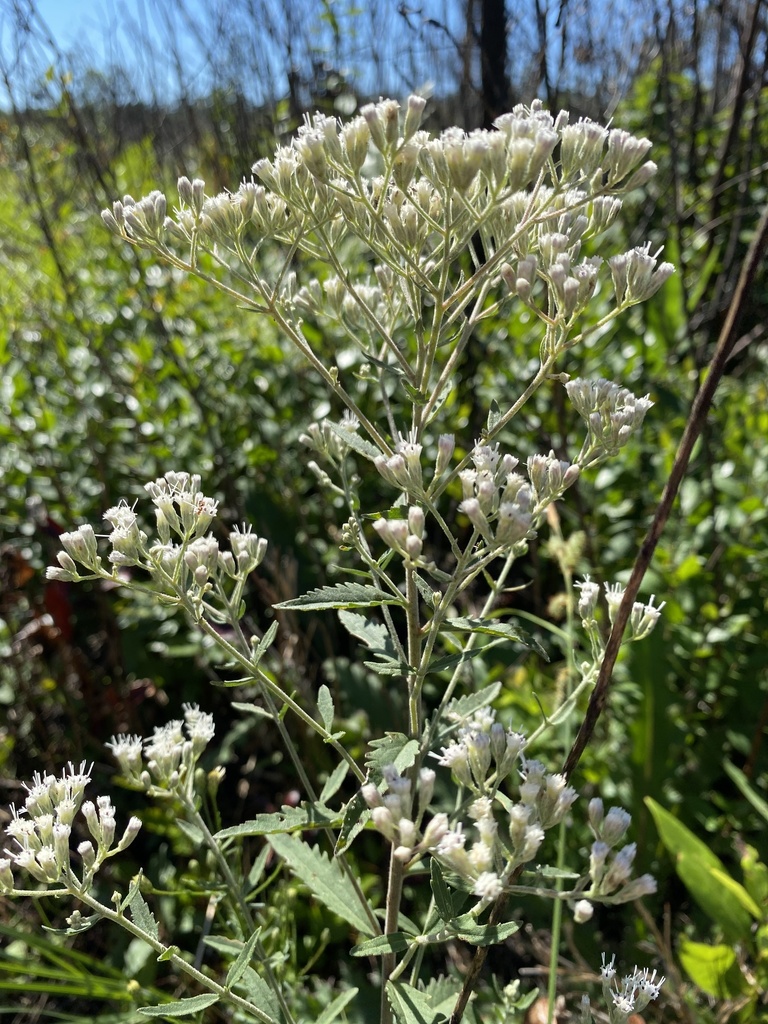 Florida Thoroughwort