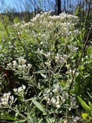 Eupatorium anomalum