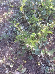 Dyschoriste decumbens