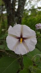 Lycianthes peduncularis