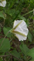 Lycianthes peduncularis