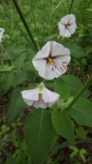 Lycianthes peduncularis