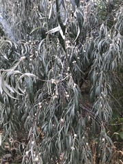 Elaeagnus angustifolia