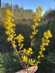 Solidago puberula pulverulenta