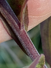 Solidago puberula pulverulenta