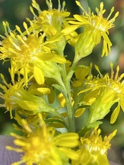 Solidago puberula pulverulenta