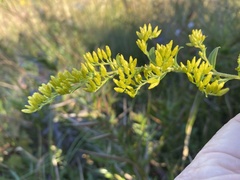 Solidago latissimifolia