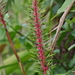 Pitcairnia multiflora - Photo (c) ramon_d, algunos derechos reservados (CC BY-NC), uploaded by ramon_d