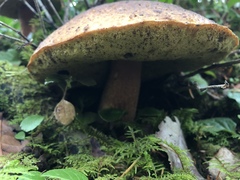 Aureoboletus mirabilis