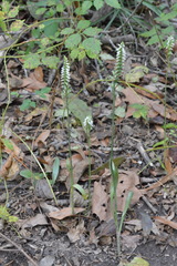 Spiranthes ovalis ovalis