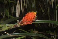Guzmania conifera