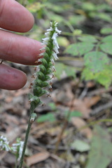 Spiranthes ovalis ovalis
